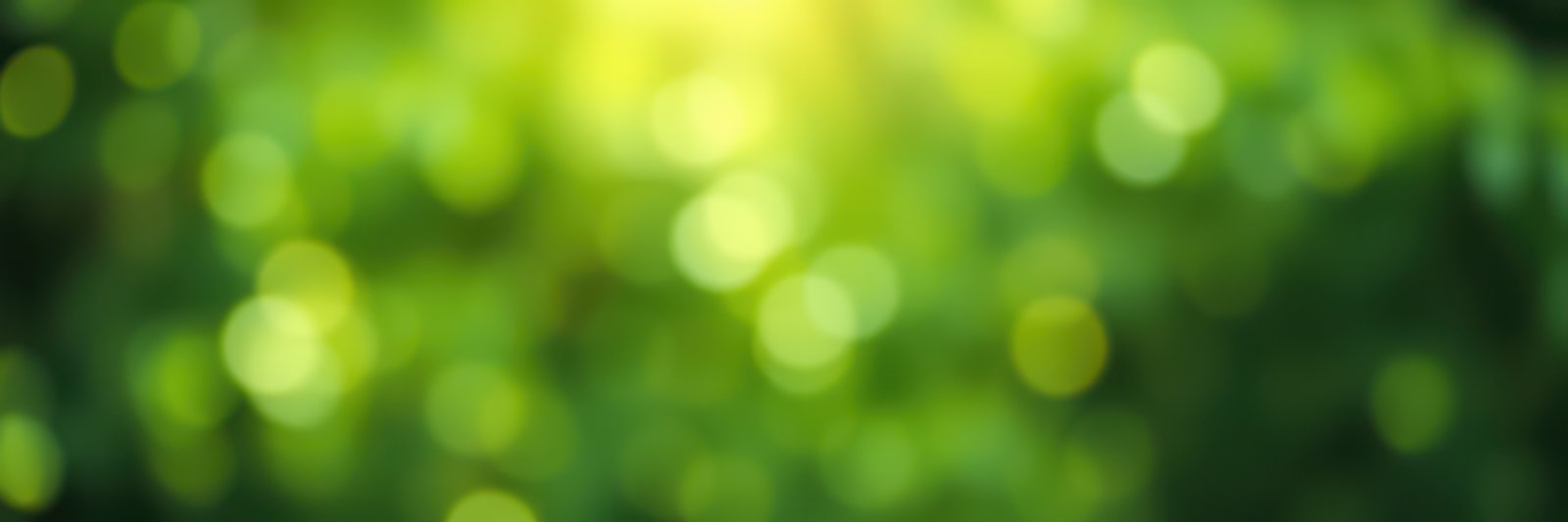 Light filters through green foliage creating a serene and vibrant atmosphere in the forest during a sunny afternoon